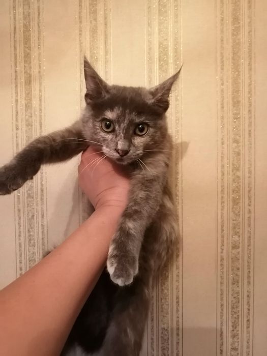 Отдам красивого котёнка