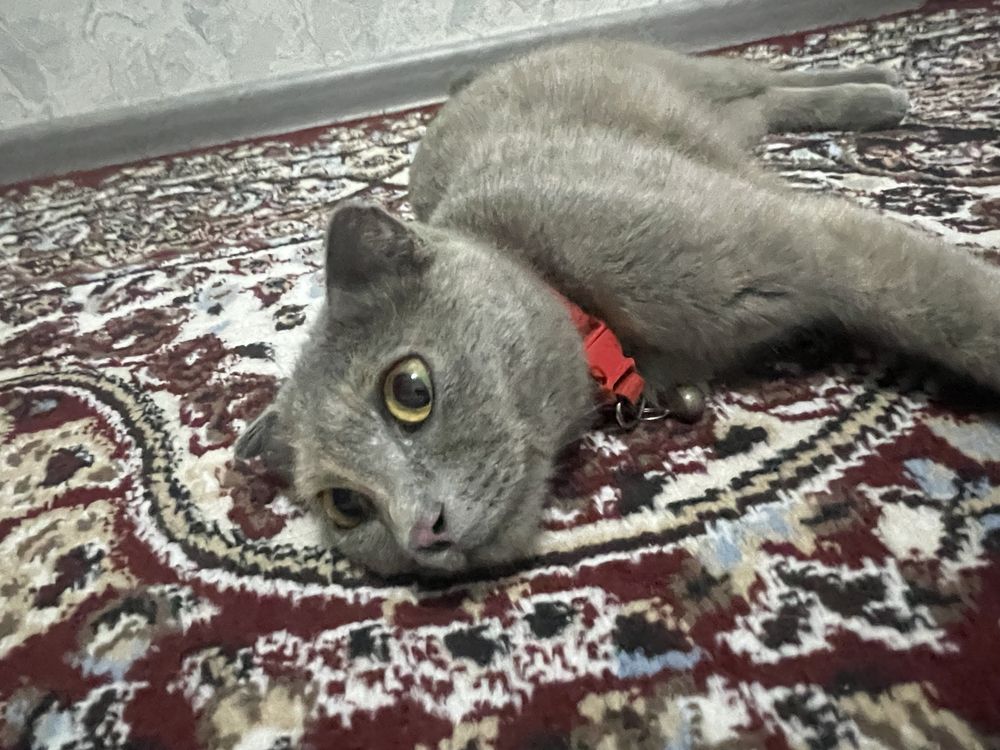 Mushuk domashni
