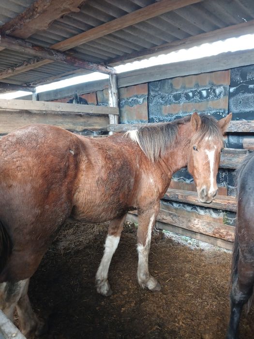 Продам жеребчика на согым.