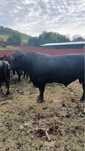 Vand taur Black Angus