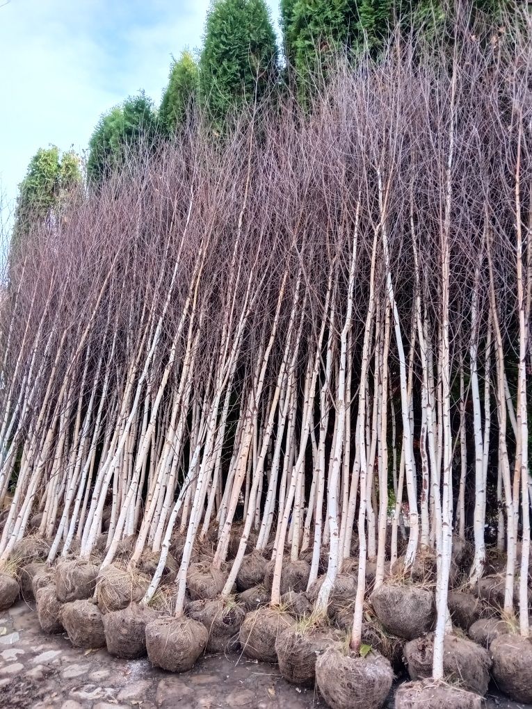 Vând mesteacăn alb betula pendula