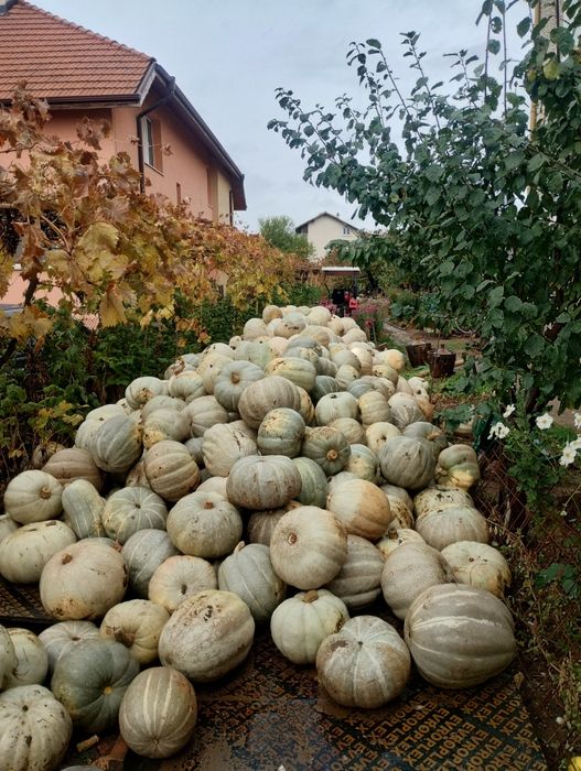 Тиква Кестен собствено производство