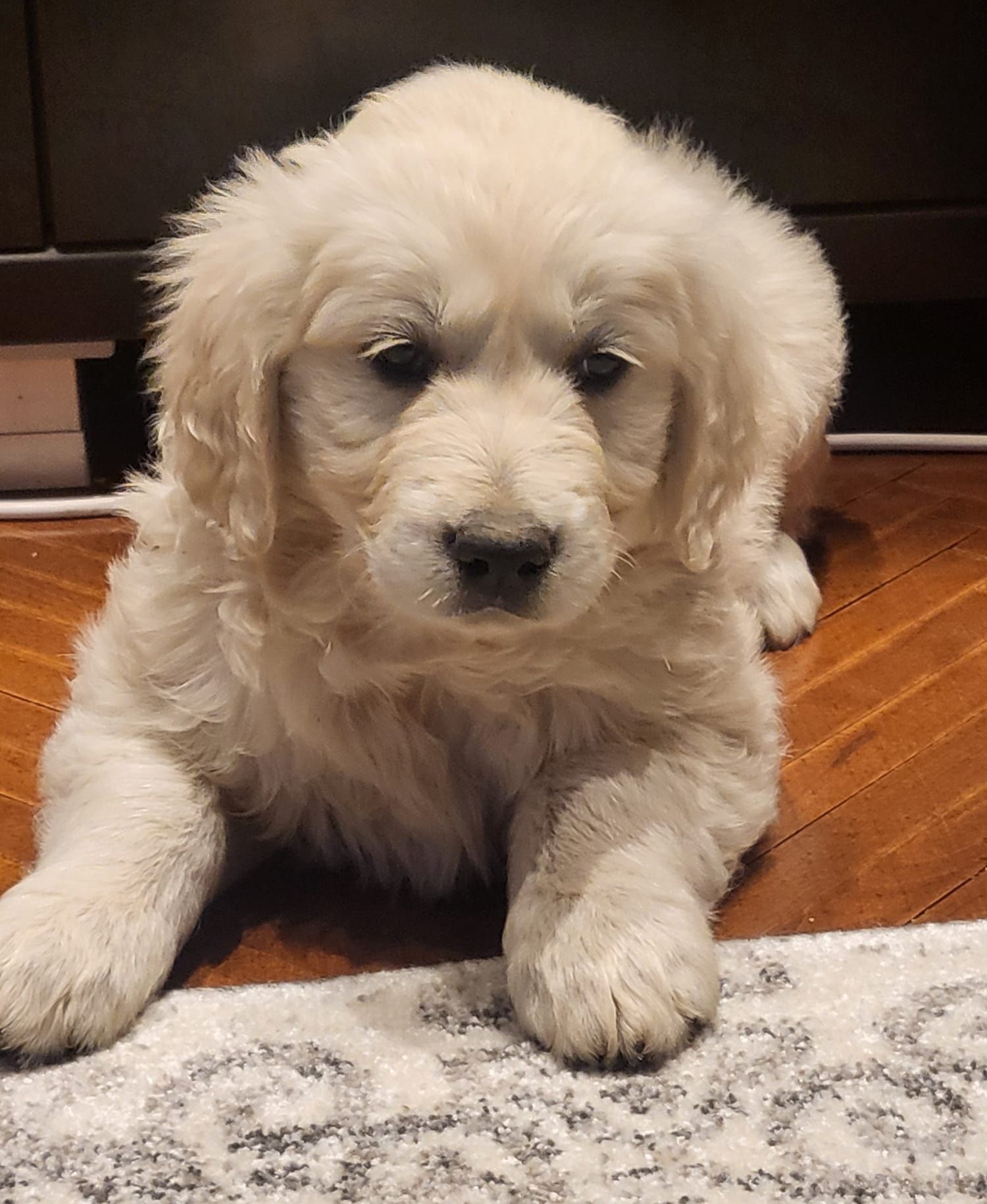 OFERTA VERII! Vand catelusa golden retriever,SUPERBA!