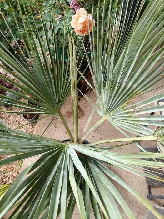 Брахея Армата,Мексиканска Синя Палма