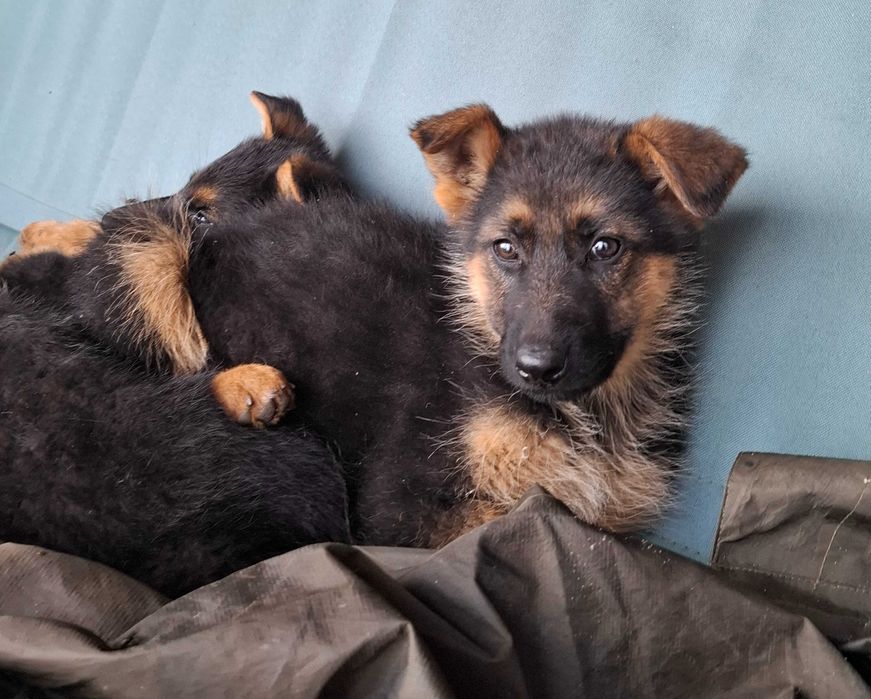 Немски   Овчарки