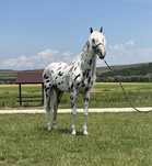 Armăsar Appaloosa echitație călărie