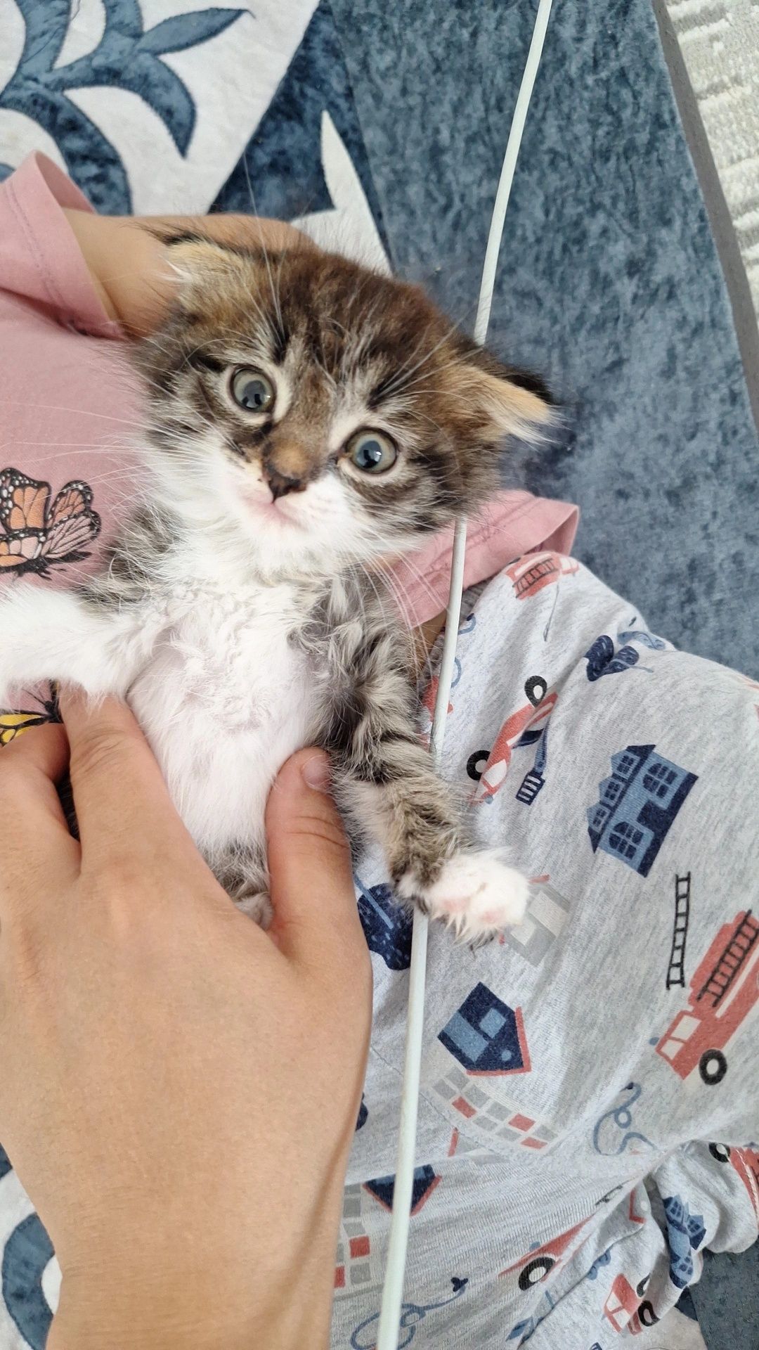 Вислоухий котенок