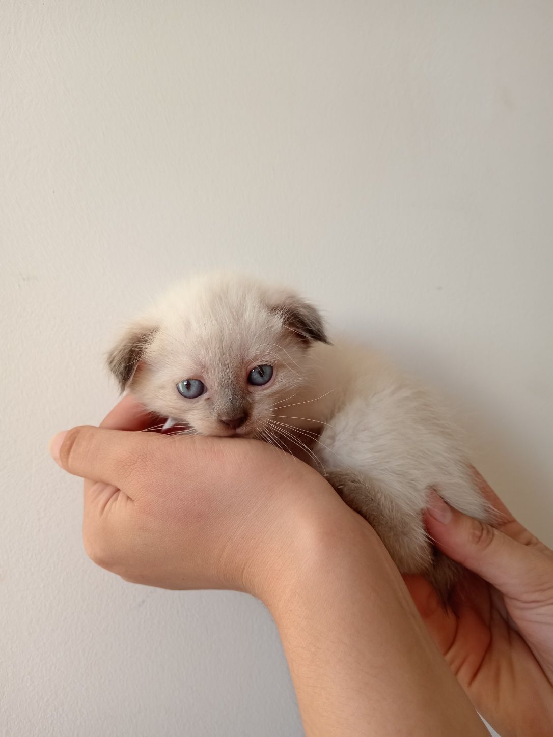 Продаются котята: сиамские вислоухие.