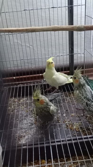 Попугай карелла.