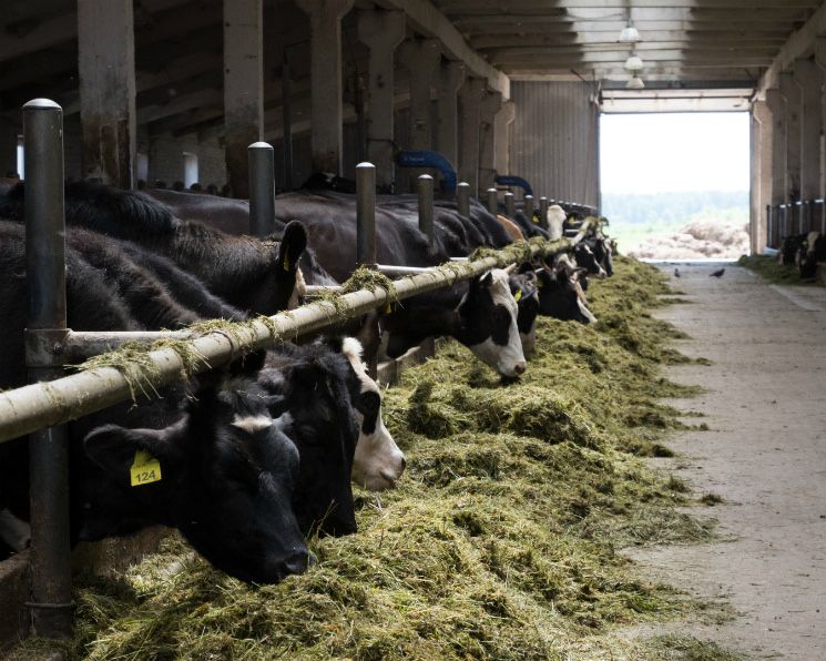 Тайёр Ферма ижарага берилади