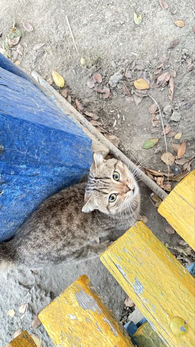 Котенок девочка краткошерстная