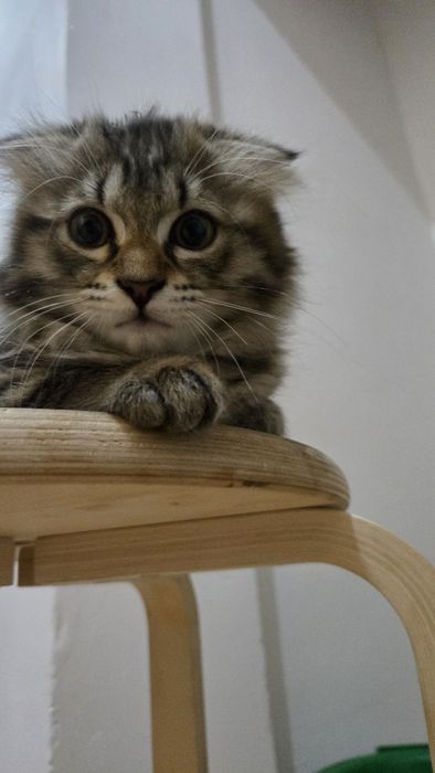 папа шотландец мама тайка кошечка метиска