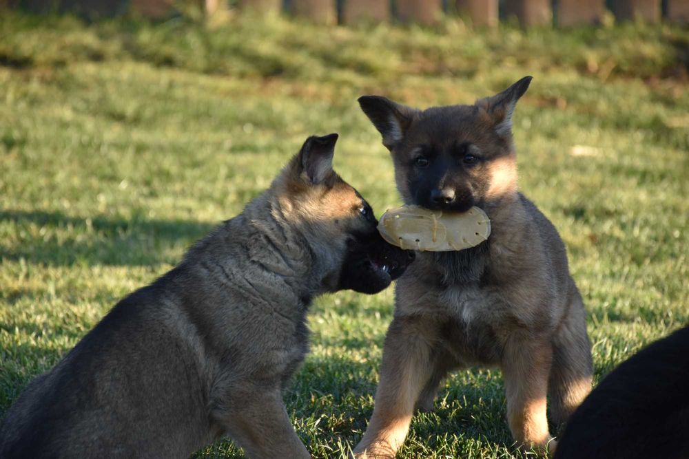 Ciobănesc German cu pedigree