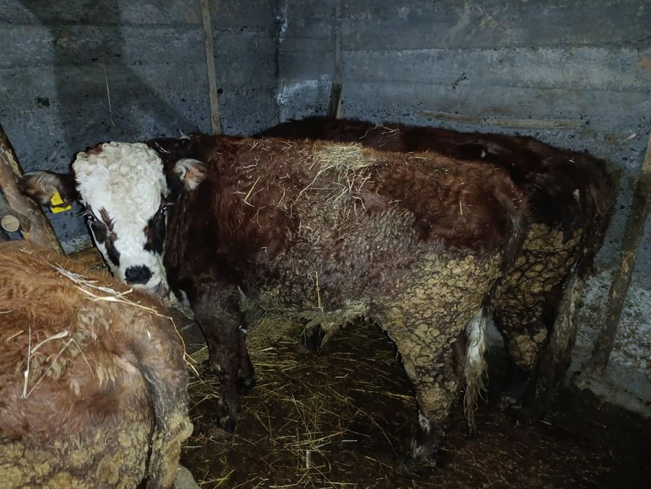 Бычки есть на продажу