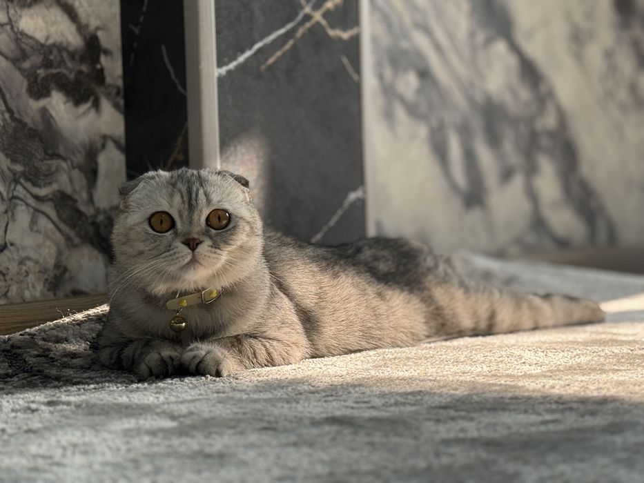 продом кошку скотиш фолд
