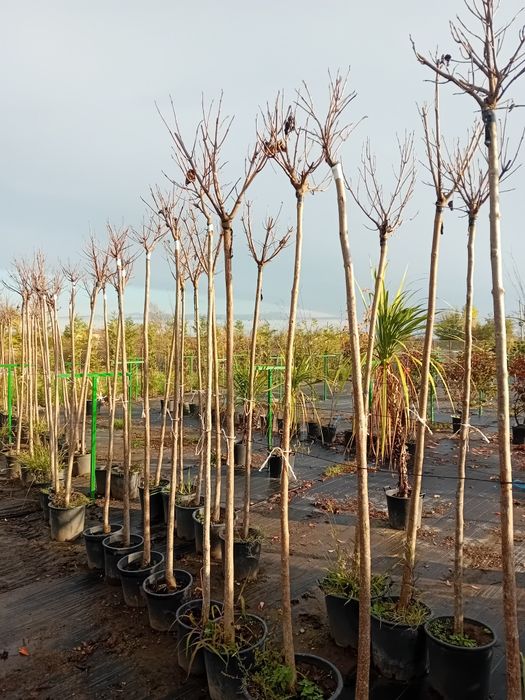 Vând catalpa globulară