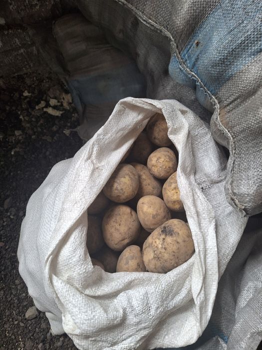 Продаю картошку домашний 150 тг кг