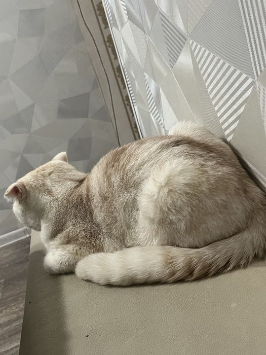 Продается вислоухий кот