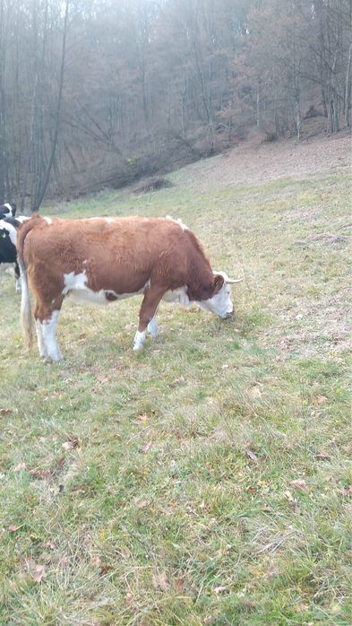 Vand Juninca Baltata Gestanta