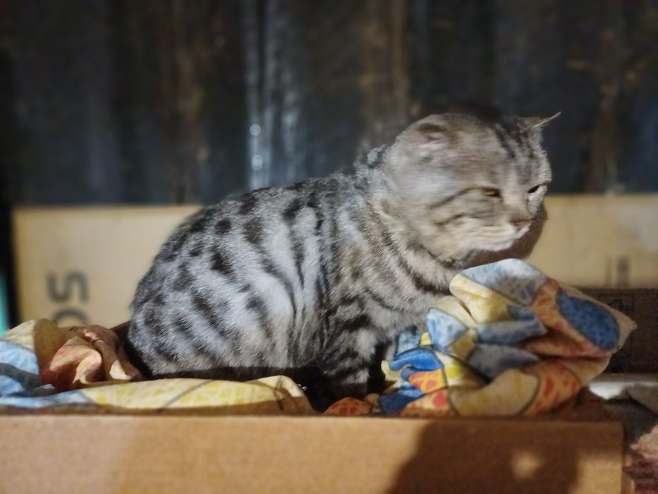 Кот Эдуард срочно ищет ответственных хозяев