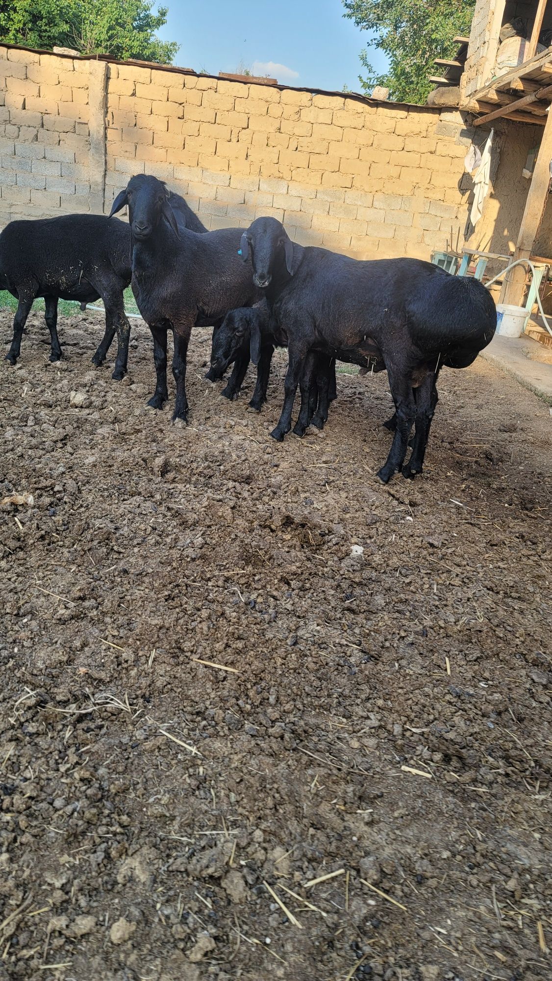 Qurbonlilga qochqorlar sotiladi ozoda sharoitda