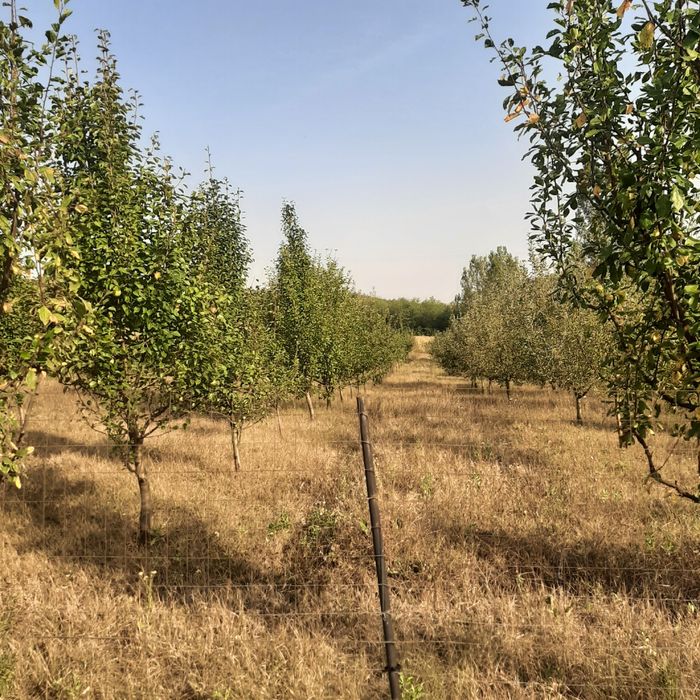 Vind livadă pomi fructiferi