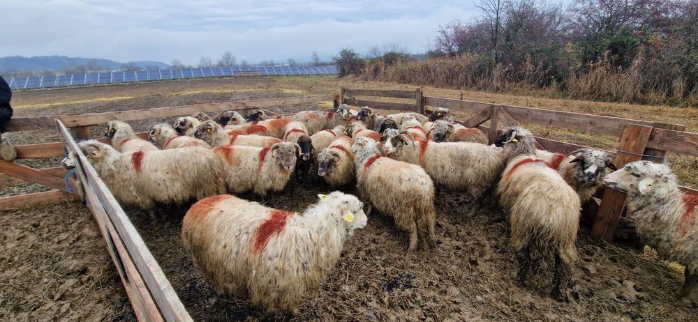 Vând 28 de oi și 2 berbeci