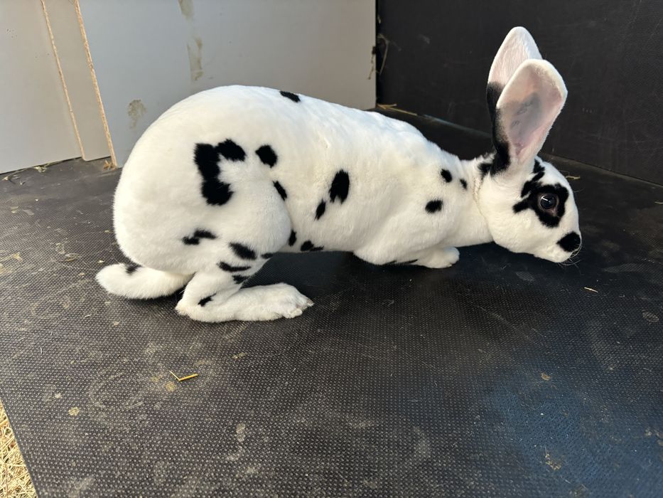 Vand femele rex dalmatian