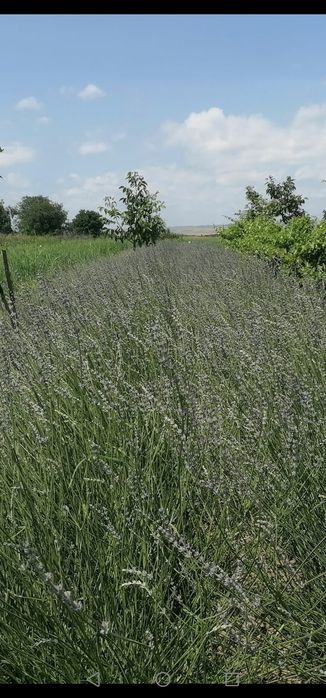 Flori de lavandă, producție 2025