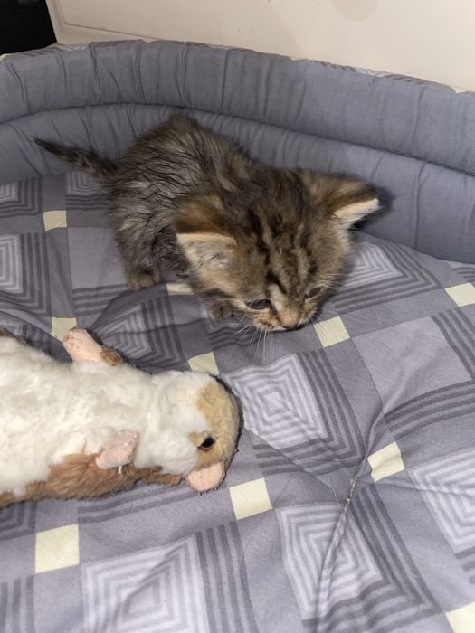 Котенок, девочка