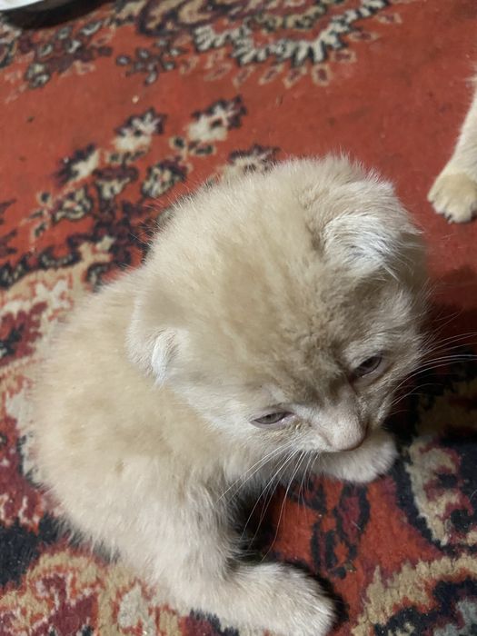 Котята , девочки ооооо