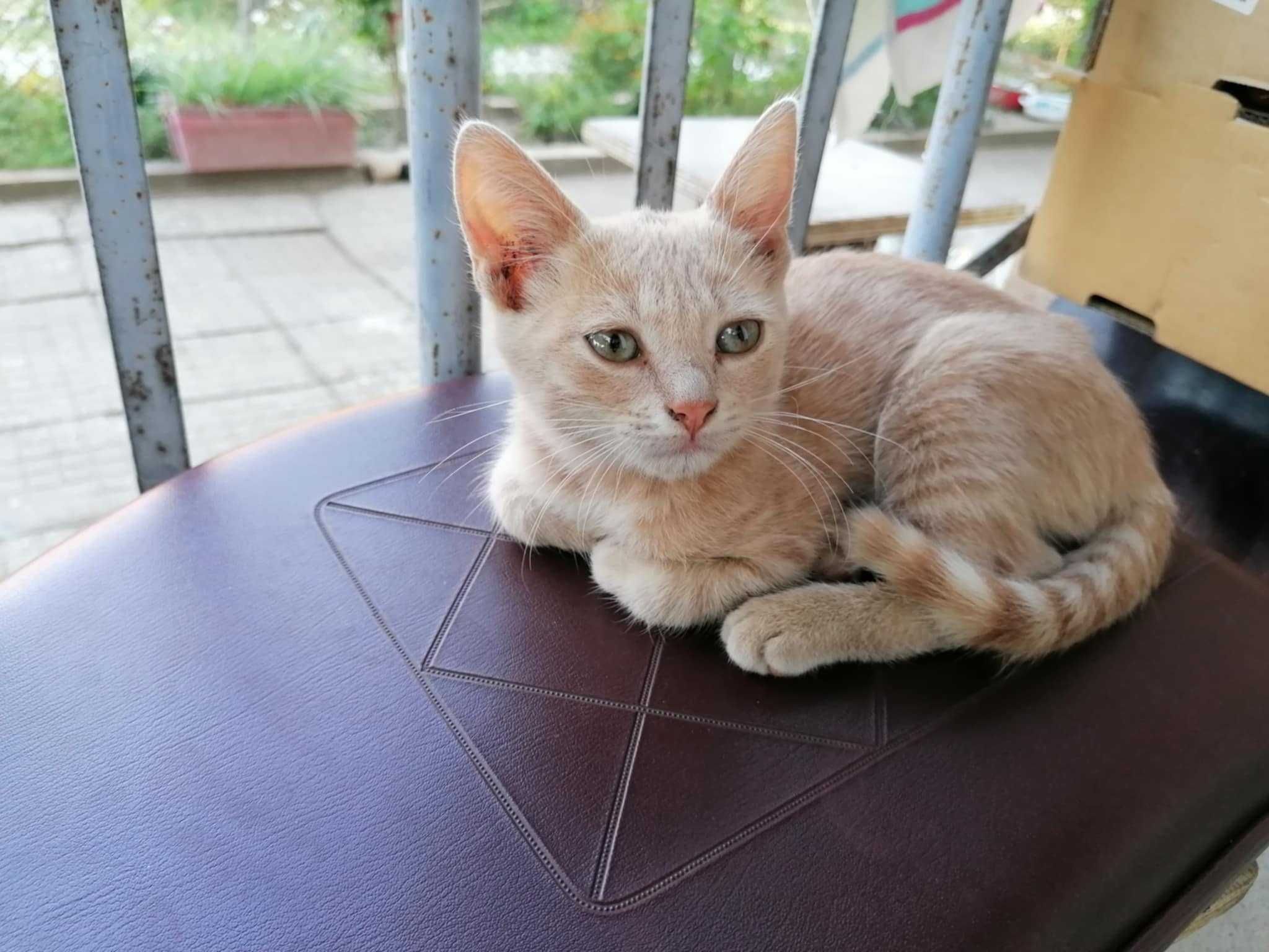 Котенца Ричи Лъки чарли