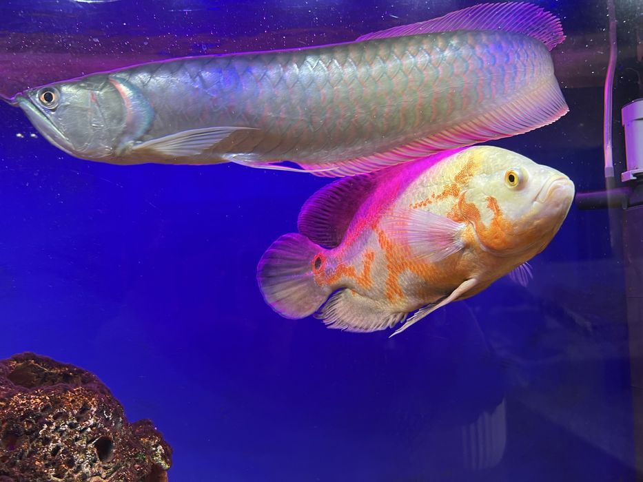 Аквариумные рыбы