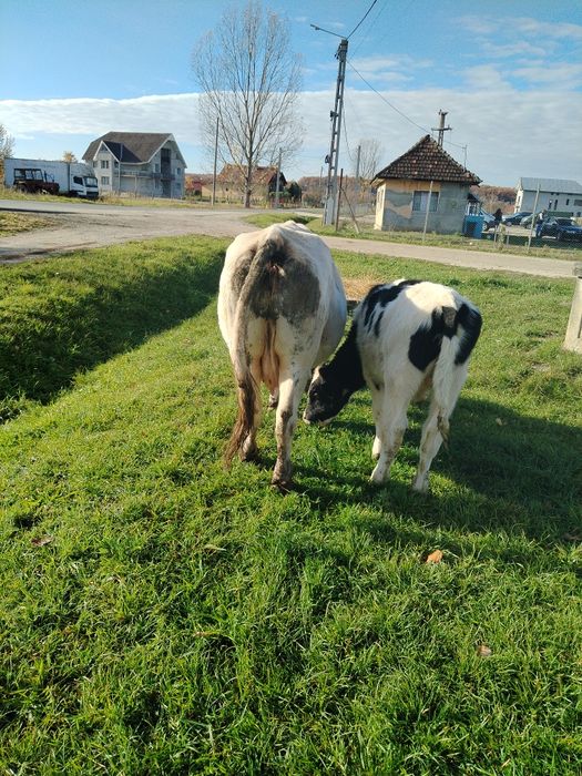 De vânzare vacă și viței