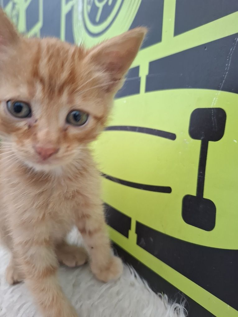 Мъжко рижаво котенце на 1,5м