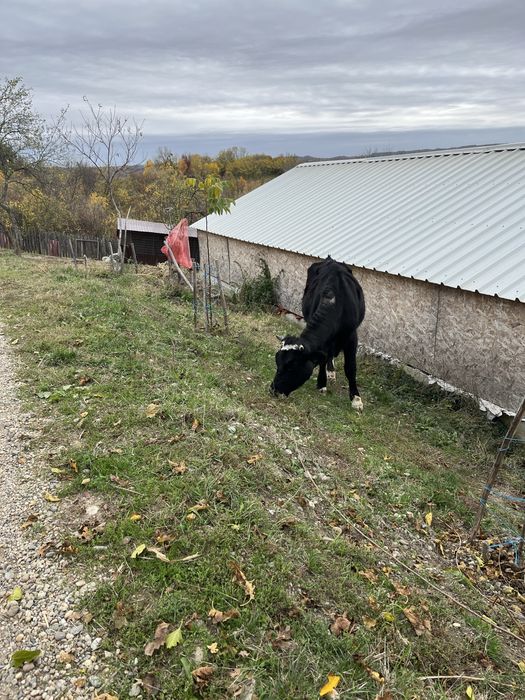 Vand juninca gestanta 3500 lei