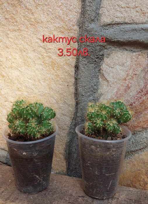 Стайни и градински растения на супер цени.