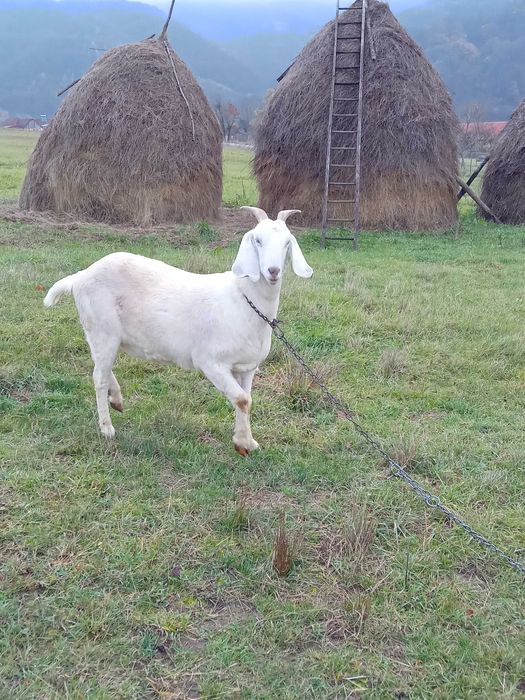 Iada de 1 an. Boier.