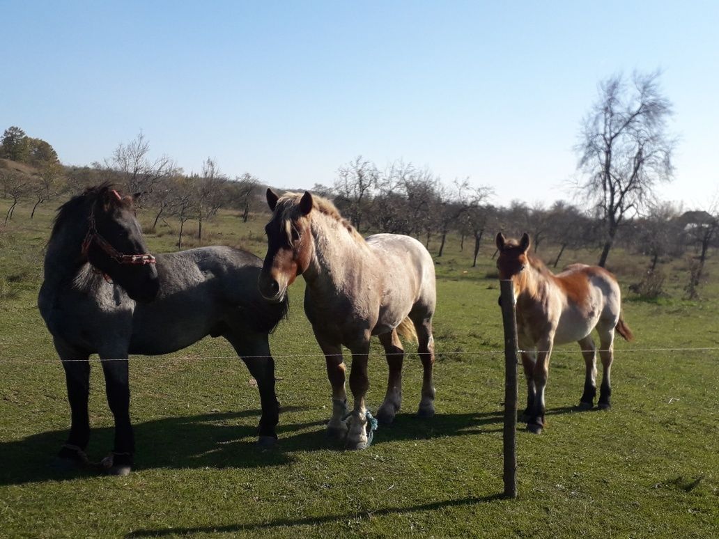 Vînd 2 căi armăsari unu de un an și al doilea de 2 ani