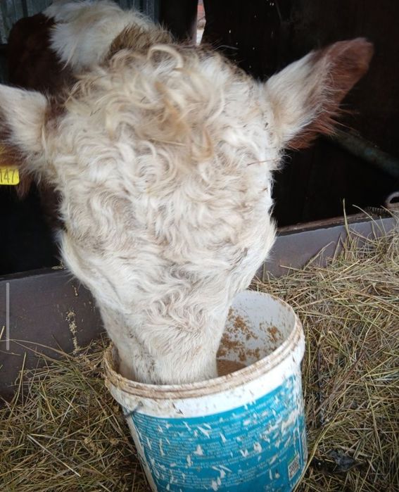 Корова ДАРОМ СРОЧНО, Навоз