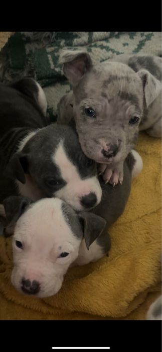 Vand American bully XL