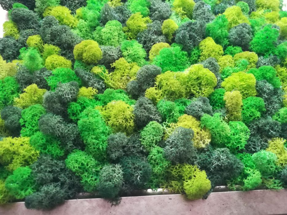 Perete/tablou natural licheni