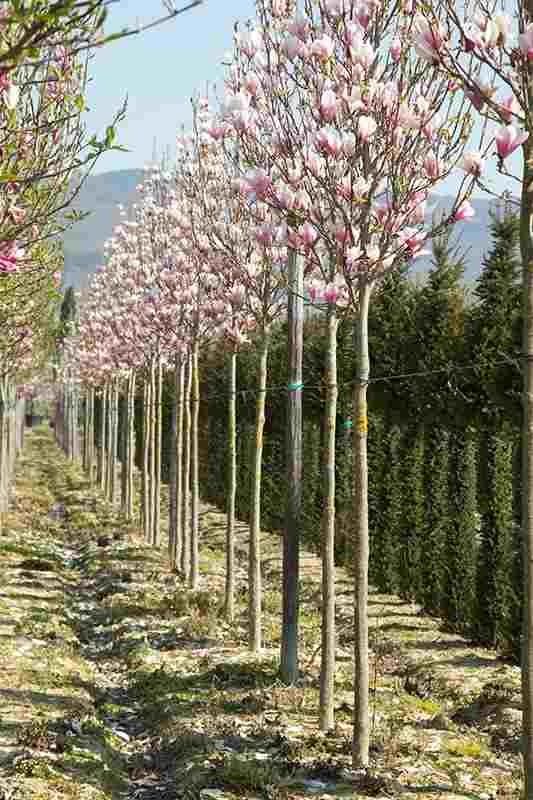 Magnolia copac sau tufa 2m - 3m - 4m, copac cu flori