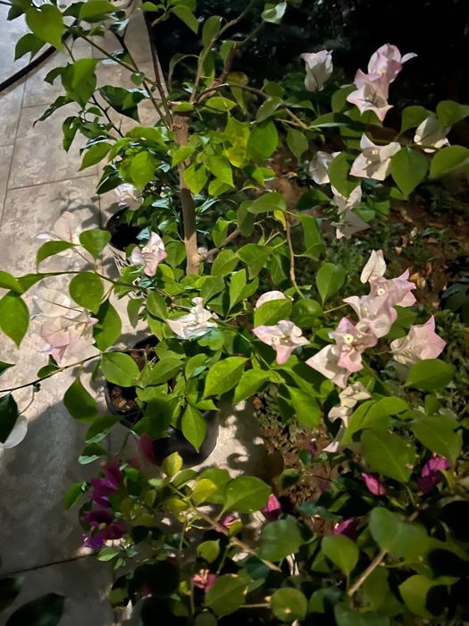 Цветы офисные для вашего интерьера