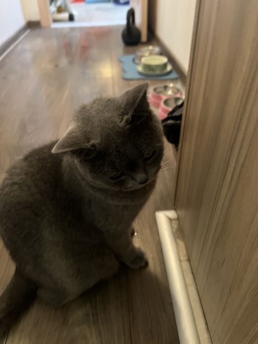 Сладка пухкава британка