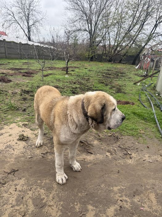 Ciobanesc de asia centrala