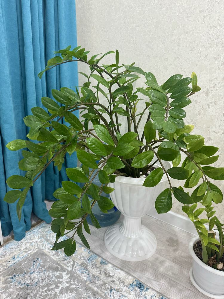 доллар цветы, замиокулькас
