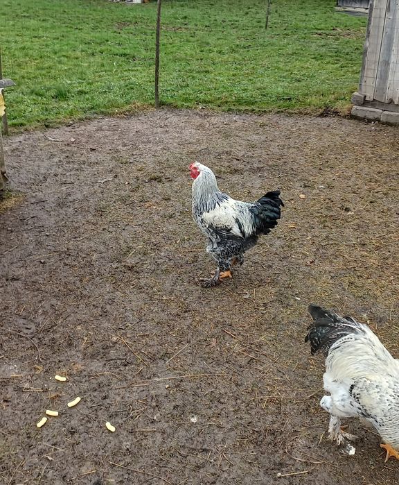 Cocos brahma vand sau schimb