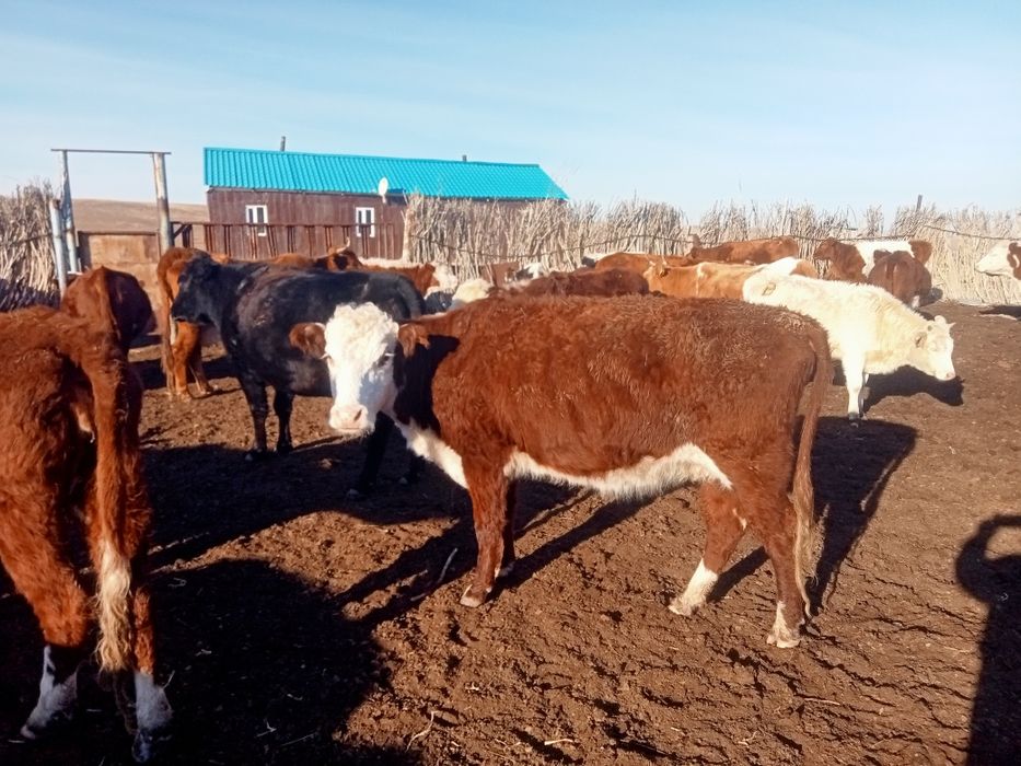 Казахская белоголовая