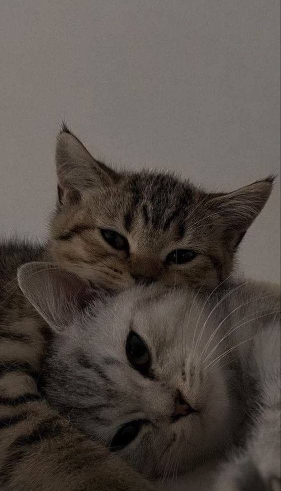 Ищим хозяев для двух котят